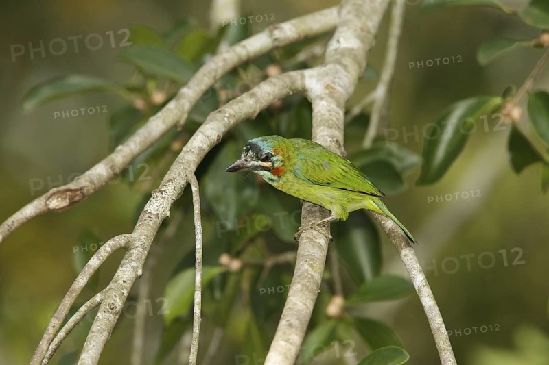 Moustached Barbet (Psilopogon incognitus), Khao Yai, Thailand
