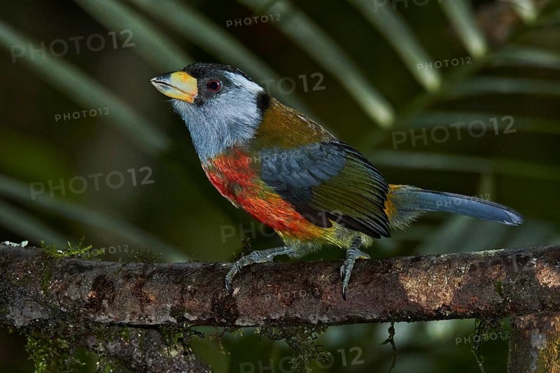 Toucan Barbet (Semnornis ramphastinus), Ecuador