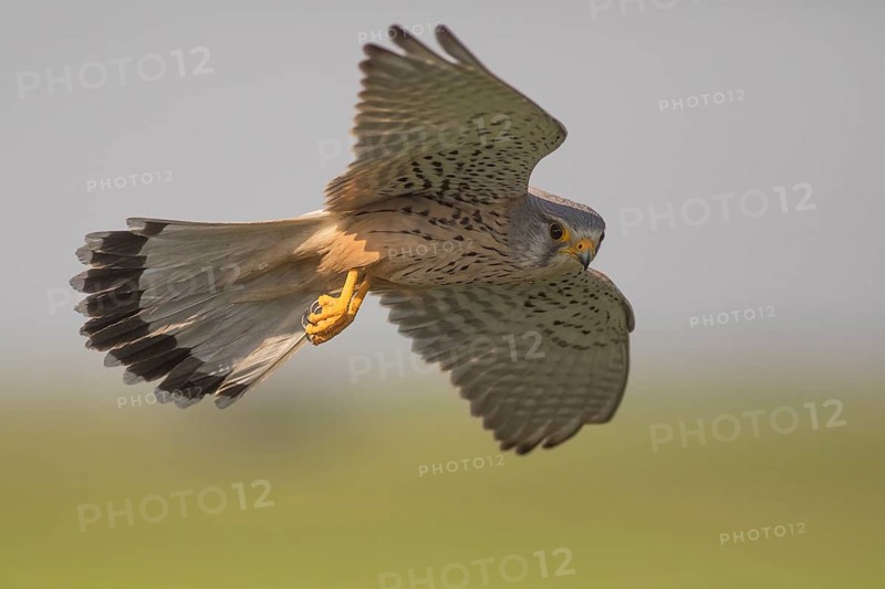 Common Kestrel (Falco tinnunculus) male flying, Subotica, Serbia
