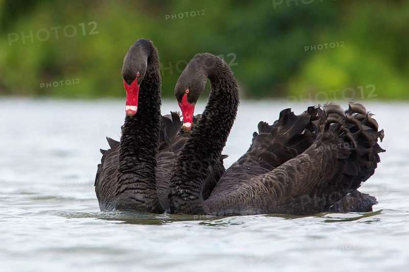 Black Swan (Cygnus atratus) pair displaying, Victoria, Australia