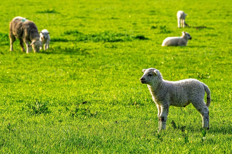 Sheep and farm in Lake District National Park, Coniston Water, Cumbria, England, United Kingdom