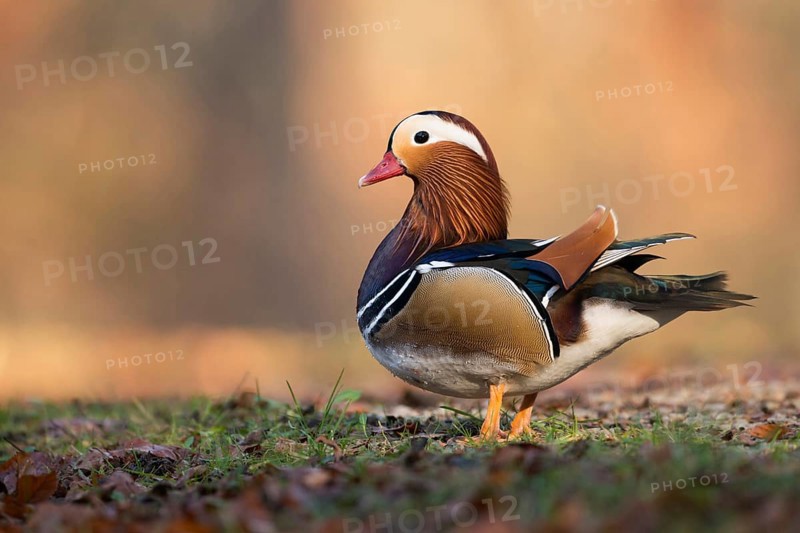 On land... Mandarin duck (Aix galericulata) colourful male, drake, conspicuous, very pretty duck species, which has established itself as a captive refugee in many places, detailed side view with all essential identification features, native nature, Lower Rhine, Rhineland, North Rhine-Westphalia, Germany, Western Europe