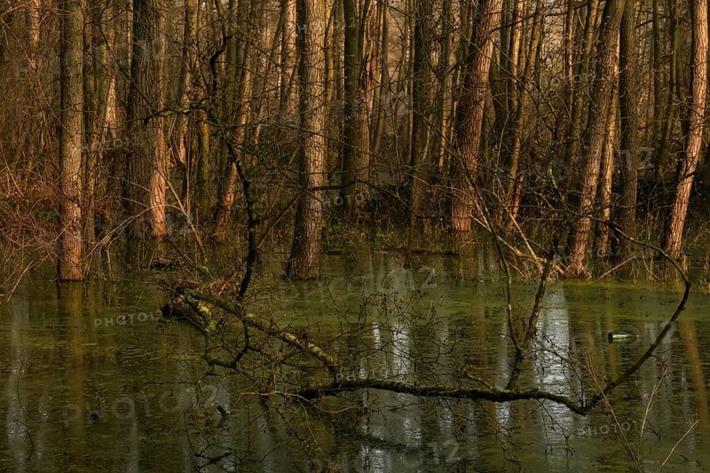 At high water levels... near-natural marshy forest, alluvial forest with alders, poplars, ash trees and dense undergrowth, alder forest in the area of a Rhine meander that silted up centuries ago, old Rhine, endangered native nature, weather conditions, unspoilt landscape in North Rhine-Westphalia, Germany, Lanker Bruch, Strümper Bruch, Ilvericher Altrheinschlinge, Meerbusch, Rhein-Kreis Neuss, North Rhine-Westphalia, Western Europe