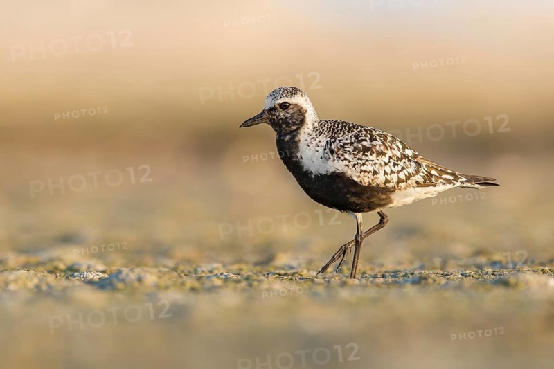Grey Plover (Pluvialis squatarola), Poland