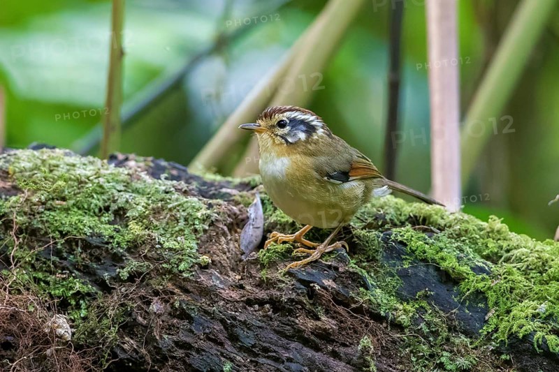 Rufous-winged Fulvetta (Alcippe castaneceps), Ngoc Linh, Vietnam