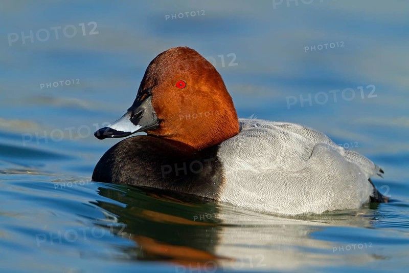 Common Pochard (Aythya ferina) male, Baden-Wuerttemberg, Germany
