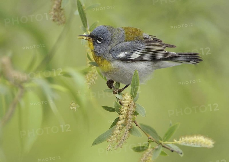 Northern Parula (Setophaga americana), Texas, USA