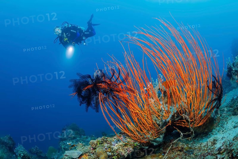Rutengorgonie, Ellisella ceratophyta Red Whip Coral, Ellisella ceratophyta
