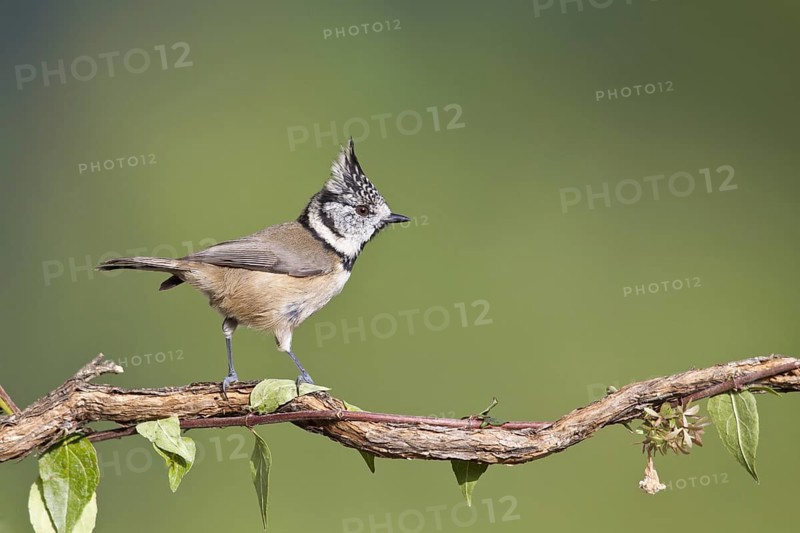 European Crested Tit (Lophophanes cristatus), Portugal
