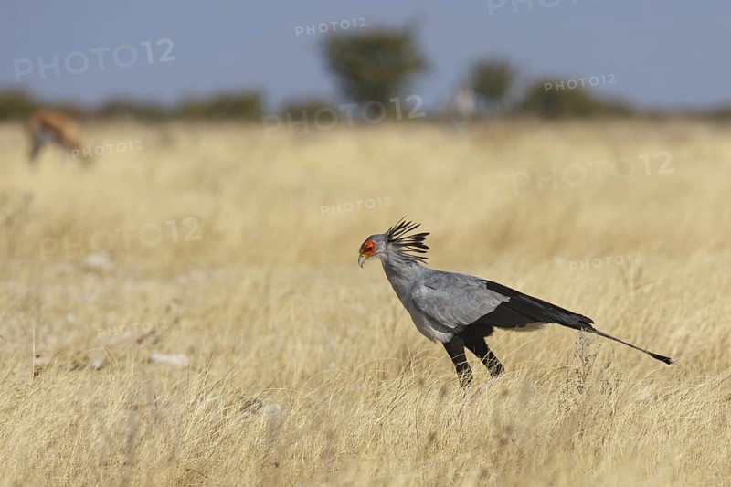 Secretarybird (Sagittarius serpentarius), Oshikoto, Namibia