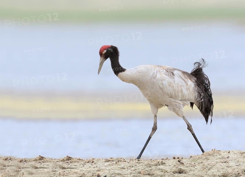 Black-necked Crane (Grus nigricollis), Ladakh, India
