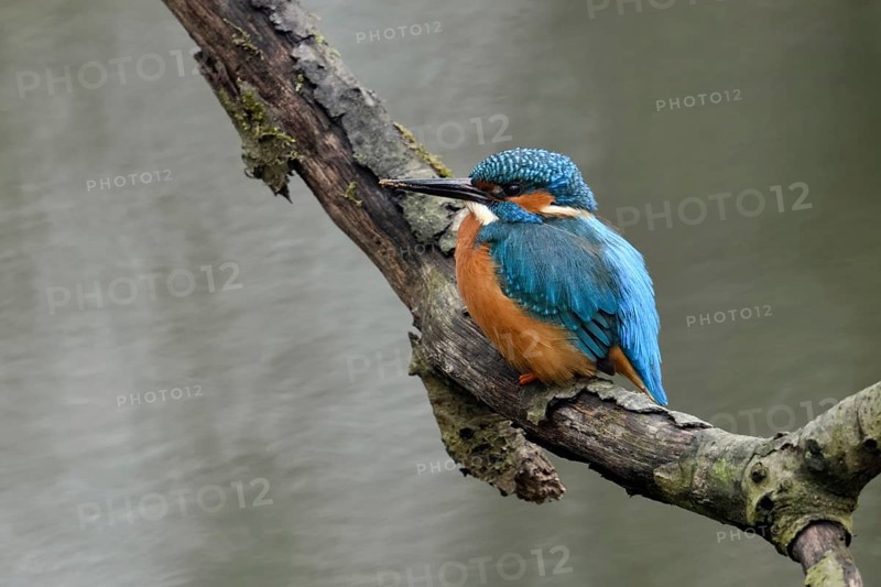 Breeding preparations... Kingfisher (Alcedo atthis) with remains of soil on its beak from digging its breeding tube, male adult bird, native birdlife, wildlife, nature, Lower Rhine, Rhineland, North Rhine-Westphalia, Germany, Western Europe