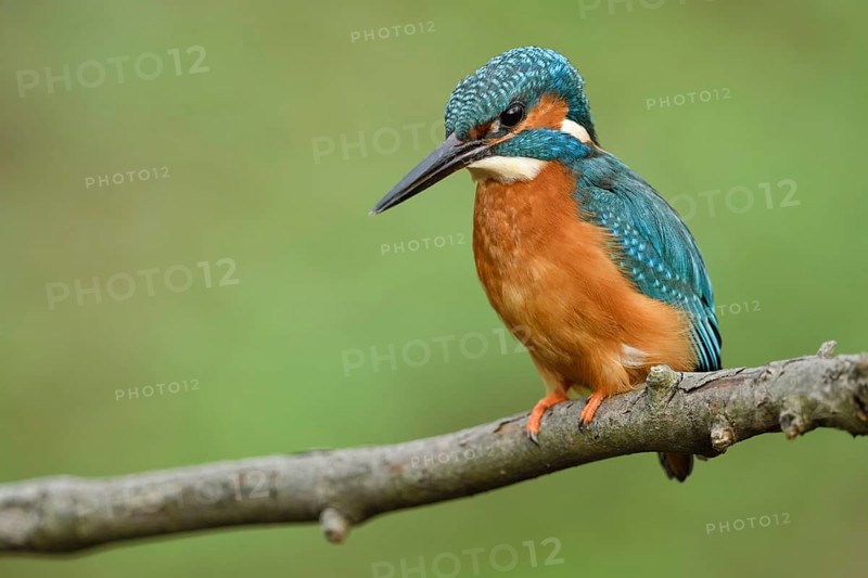 On the hunt... Kingfisher (Alcedo atthis), male adult bird looking down from his perch at the water flowing below, hoping for prey such as small fish, tadpoles, molluscs, crayfish or insects, very detailed, natural picture, Lower Rhine, North Rhine-Westphalia, Germany, Western Europe