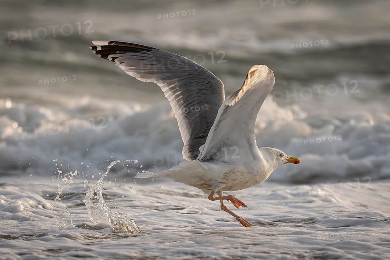 Great black-backed gull (Larus argentatus) in the surf looking for starfish, Hvide Sande, North Sea, Denmark