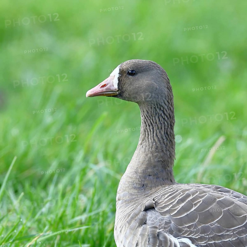 White-fronted goose (Anser albifrons), standing in a meadow in the wintering area, animal portrait, wildlife, Bislicher Insel nature reserve, Xanten, Lower Rhine, North Rhine-Westphalia, Germany