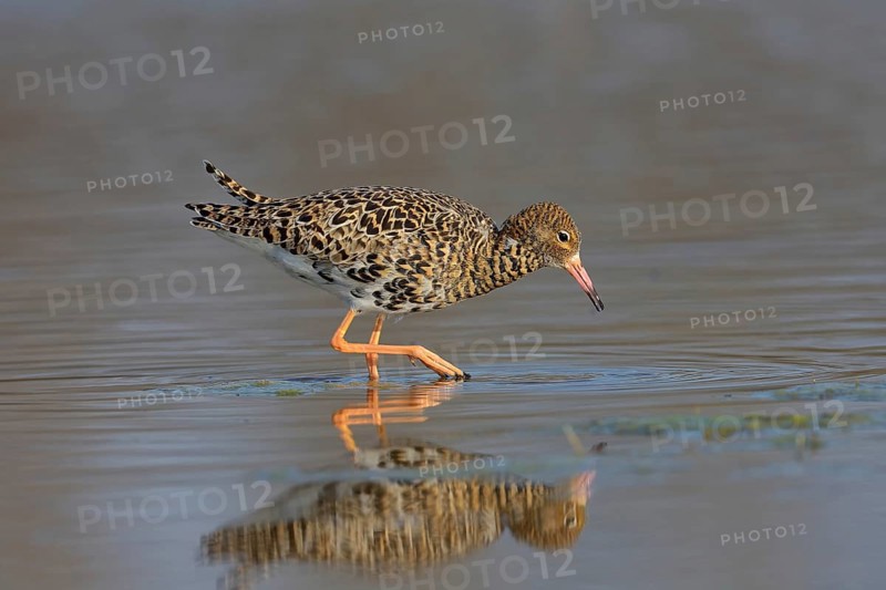 Kampfläufer (Philomachus pugnax) Ruff, male