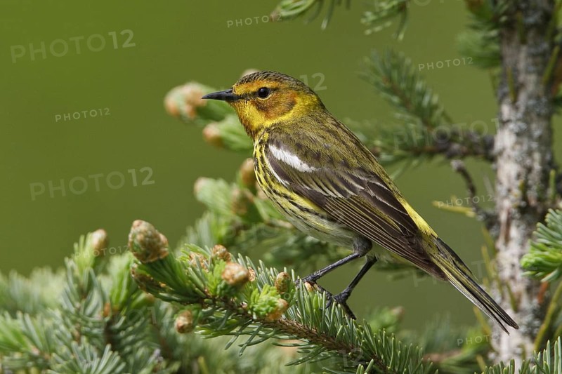 Cape May Warbler (Setophaga tigrina), Manitoba, Canada