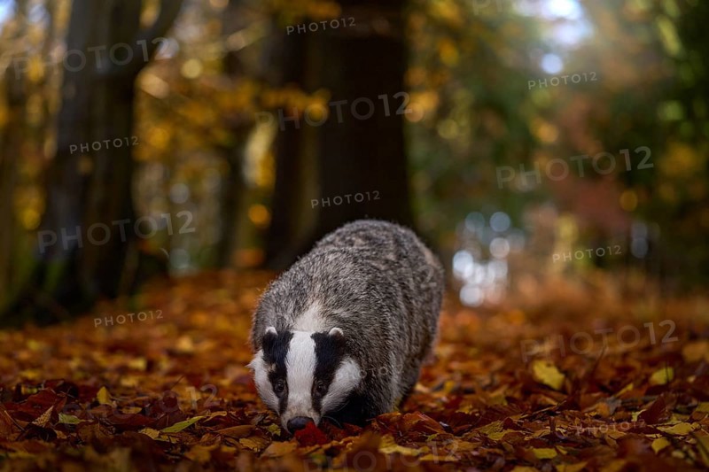 Autumn forest wildlife. Badger in the wild nature. Hidden in bushes of cranberries. Nice wood in the background, Germany, Europe. Wildlife