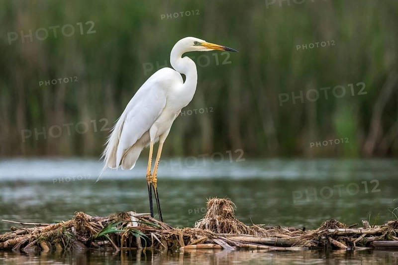 Great Egret (Ardea alba) foraging, Subotica, Serbia