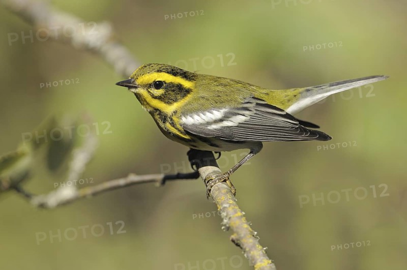Townsend's Warbler (Setophaga townsendi)