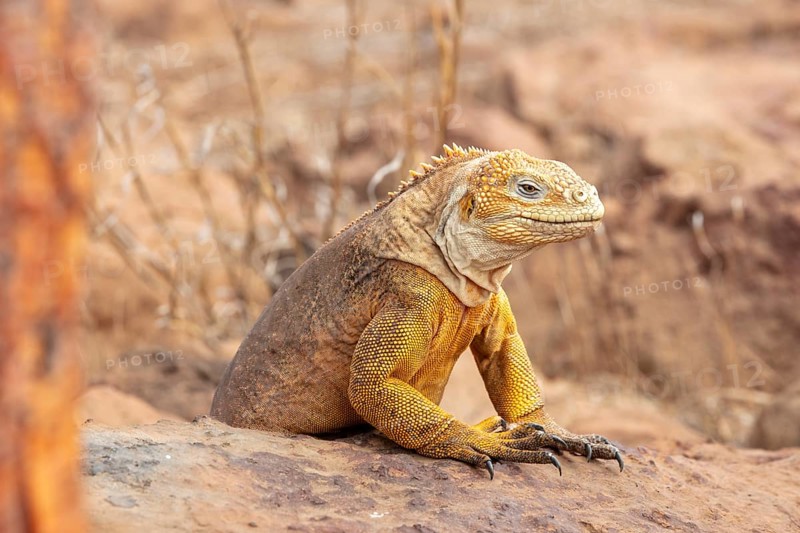 Drusenkopf (Conolophus subcristatus), Santa Cruz, Galapagos, Ecuador