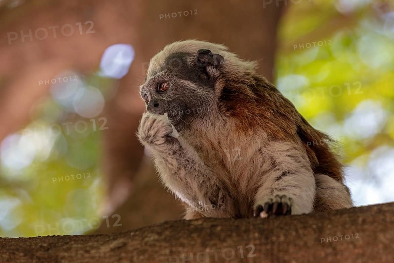 White-footed tamarin (Saguinus leucopus), Cartagena, Colombia