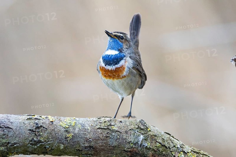 Bluethroat (Luscinia svecica cyanecula) ml Germany