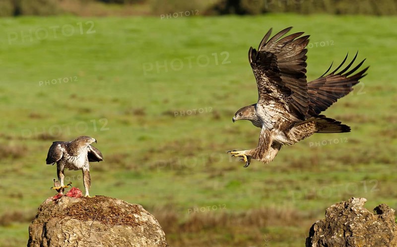 Bonelli's eagle (Aquila fasciata), pair, fighting for food, Andalusia Spain