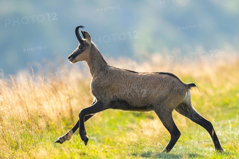 Chamois (Rupicapra rupicapra) on a meadow in the Vosges Mountains, wildlife, France