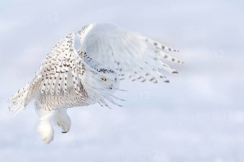 Snowy Owl (Bubo scandiacus) female flying, Quebec, Canada