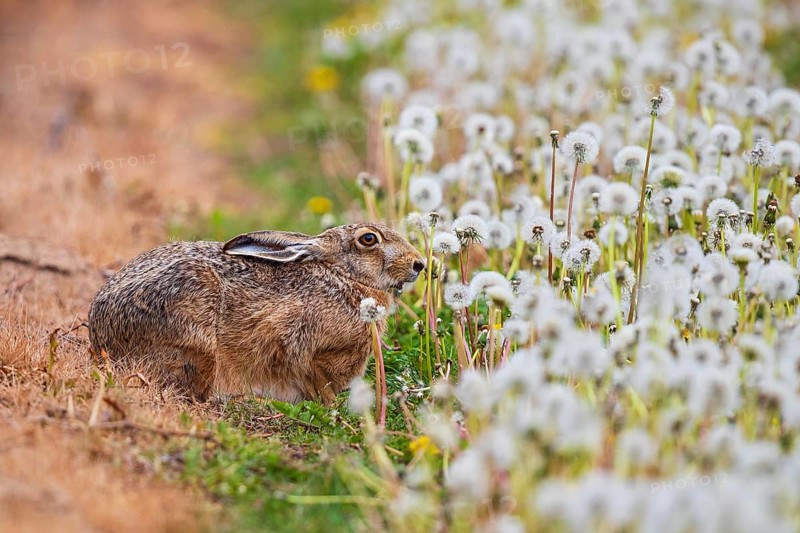 Feldhase (Lepus europaeus) sitzt in Wiese aus Löwenzahn (Taraxacum officinale), Schleswig-Holstein, Deutschland