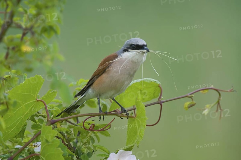 Neuntoeter (Lanius collurio) Red-backed Shrike