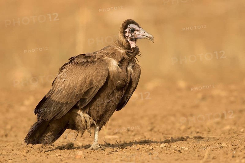 Hooded Vulture (Necrosyrtes monachus) juvenile, Gambia