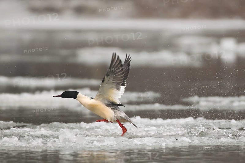 Common Merganser (Mergus merganser) male flying, Baden-Wuerttemberg, Germany