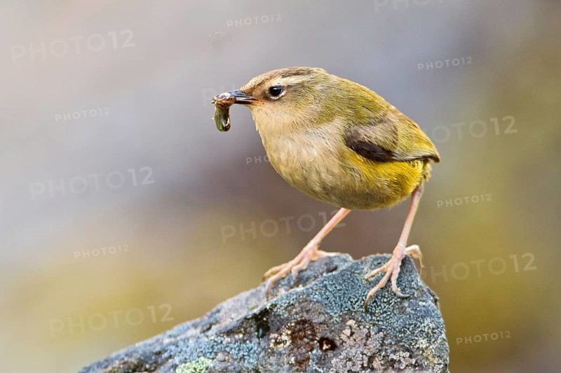 New Zealand Rockwren (Xenicus gilviventris) with prey, South Island, New Zealand