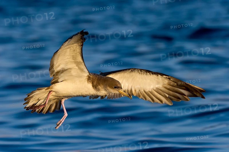 Cory's Shearwater (Calonectris borealis) flying, Eilat, Israel