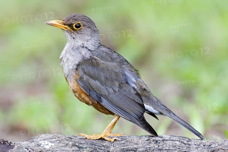 Island Thrush (Turdus poliocephalus erythropleurus), Christmas Island, Australia