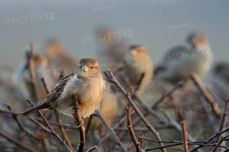 House Sparrow (Passer domesticus) group, North Rhine-Westphalia, Germany
