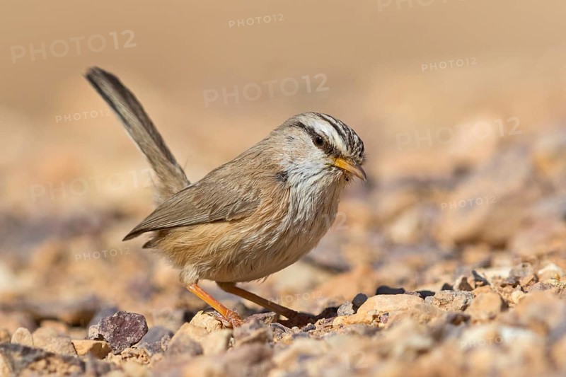 Wüstenprinie, Scotocerca inquieta, African Scrub-Warbler, Scrub Warbler Streaked Scrub Warbler, Streaked Scrub-warbler