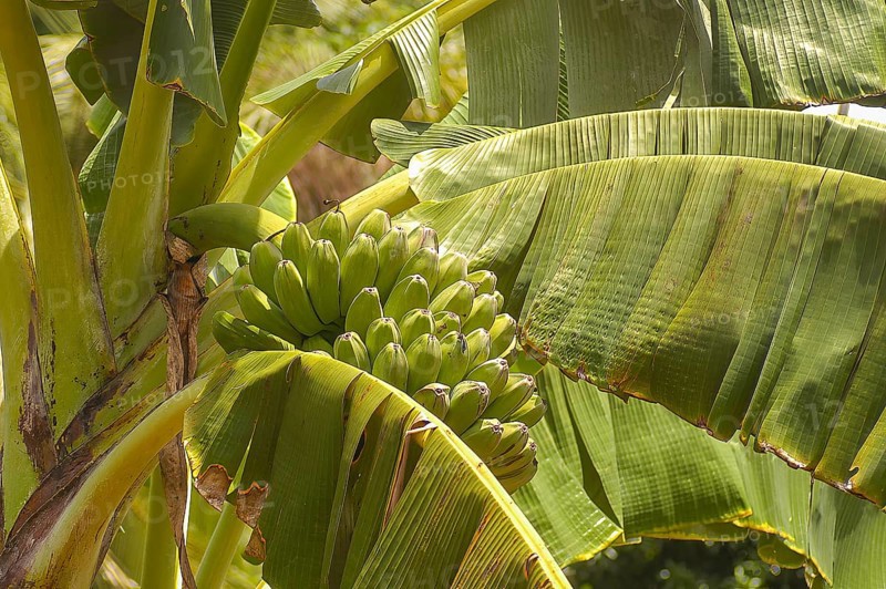 Banana tree green bananas in banana plant (Musa), Philippines