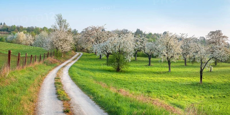 Field path winds through landscape with orchard meadow in spring, blossoming cherry trees and green meadow in the first morning light, Freyburg (Unstrut), Burgenlandkreis, Saxony-Anhalt, Germany