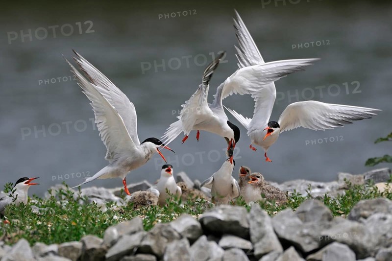 Scuffle... Common terns (Sterna hirundo) with offspring on an artificial breeding island, artificial nesting aid, fighting fiercely over a fish caught by one of the terns, native wildlife, wildlife, Netherlands