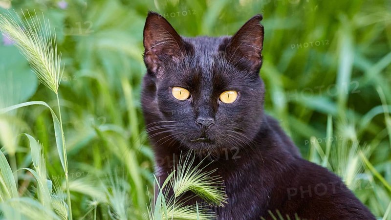 A black cat with intense yellow eyes in the green grass looks attentively, Kalithea, cat station, Rhodes, Dodecanese, Greek Islands, Greece
