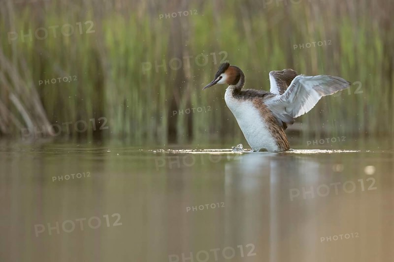 Great Crested Grebe (Podiceps cristatus) flapping, North Rhine-Westphalia, Germany