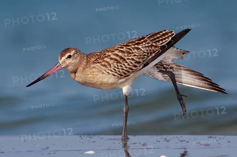 Bar-tailed Godwit (Limosa lapponica), Mecklenburg-Western Pomerania, Germany