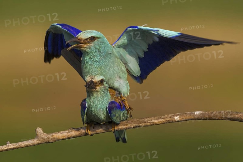 European Roller (Coracias garrulus) pair mating, Hajdu-Bihar, Hungary