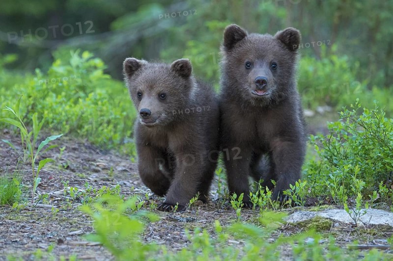 Eurasian Brown Bear (Ursus arctos) two cubs walking on forest trail, Finland