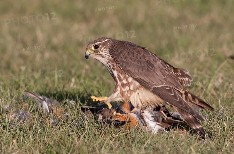 Merlin (Falco columbarius) female plucks American Robin, Washington, USA