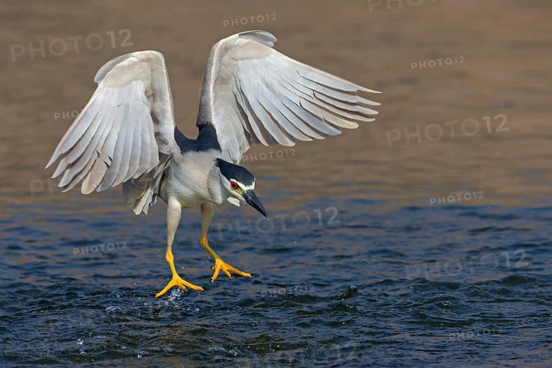Nachtreiher, Black-crowned Night Heron, Night Heron, Black-crowned Night-Heron, Nycticorax nycticorax, Bihoreau gris, Héron bihoreau, Martinete Común