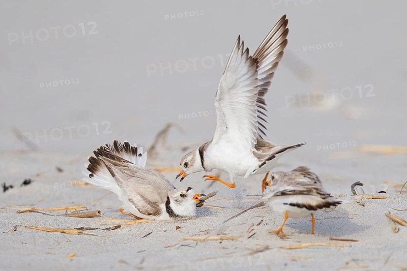 Piping Plover (Charadrius melodus) wrangling, Massachusetts, USA